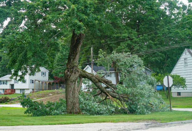 Tree Root Removal in Lamont, MI